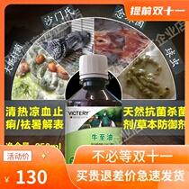 Hannover pigeon medicine pigeon oregano oil herb defense agent large intestine bar Candida coccidia bird pigeon medicine