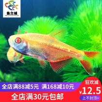 Tropical Fish Tropical Ornamental Fish Red Cross Fish Red Cross Mermaid Red Angel Fish Red Angel Fish Live