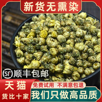 Chrysanthemum Tea Fetal Chrysanthemum King 500g Tongxiang White Chrysanthemum Hangzhou Fetal Chrysanthemum Bulk Chrysanthemum non-special grade non-wild Gongju