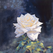Huang Youwei Watercolor Rose line manuscript pencil texture 300g Rubens Elegant fine lines Entry coloring novice
