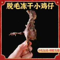 Freeze-dried chicks and cat snacks non-freeze-dried quail nutrition fattening hair gills dry pet snacks hairless chicks