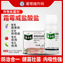 German Bayer Pulik downy mildew blight pesticide fungicide