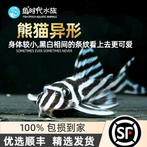 Fish era] L46 panda profiled fish tropical fish South American straw cylinder-made ornamental fish benthic cleaning tool fish