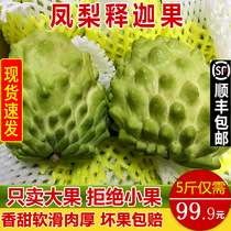 Milk Pineapple Sakya Fruit 5 Jin Fresh Annona Buddha Head Fruit Tropical Fruit Big Fruit Pregnant Women 10