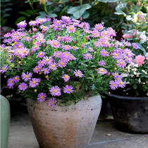 Heidis garden Ji Xiaoju hanging flowers grow fast explosive potted flowers large amount of potted seedlings with buds