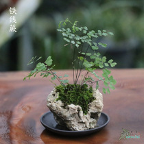 Mountain Ye Ya Ju Aiju Iron Fern Tea Room Tea Mat Green Plant Arrange Water Absorbing Stone Potted Formaldehyde Purifying Air Plants