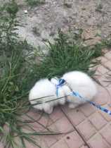 Bunnys rope pulling rope Pet Rabbit supplies Rabbit Chain Rabbit Rope Use Convenience Color Random