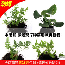 Moss micro landscape ecological bottle background small plant mini Fern Pennisetail fern green space coral fern Fern