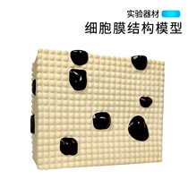 J33303 cell membrane structure model three-layer structure protein lipid molecules and arrangement of biological demonstration teaching instrument biological teaching aids