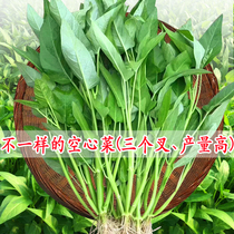 Three-forked water spinach seeds spring and summer autumn Fuzhou Tongcai seeds water spinach seeds Four Seasons balcony potted vegetable seeds