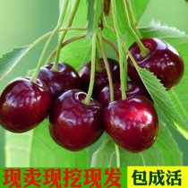 Cherry seedling Big cherry seedling American cherry potted planting South North planting year fruit tree y