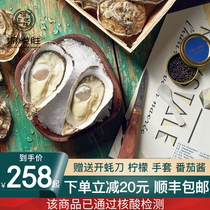  French crystal oysters N1 No 6 12 original air imported fresh and ready-to-eat oysters sashimi Non-Ginado