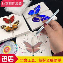 Butterfly language: novice insect butterfly specimen wing set full posture tool gift description student hand wing work