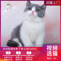 English short blue white cat English short-haired cat pet cat kitten live English short blue white purebred cat English short cat live