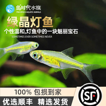 Fish age] Green crystal light fish watergrass fish tank Small glass transparent group Swim Light Koco Fish Living Fish