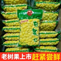 Fresh ginkgo fruit white kernel to Shell vacuum packaging 5kg Guangxi specialty special happy ginkgo fruit