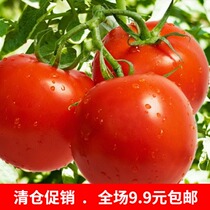 Garden balcony planting vegetables tomato flower fairy seed red fruit tomato seed vegetable seed gardening