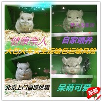Chinchilla live beige Beijing home-bred physique good character relatives package transport hitchhiking bus train