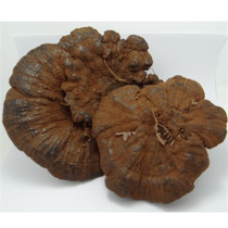 Black Ganoderma lucidum Guizhou deep mountain wild pruned ganoderma lucidum 2 two old age supplements can make ganoderma lucidum tablets powder