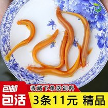 Novice resistant live fish ornamental fish easy-to-live gold loach live cold water fish lucky fish small golden dragon fresh water scavenger