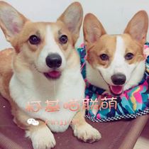  * Hao Pet freeze-dried duck small chest chicken Small chest chicken Diced apple chicken diced sweet potato Dog training reward snack