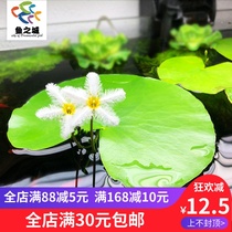 One Leaf Lotus Fish Tank Hydroponic Plant Flowering Sleeping Bowl Lotus All Season Water Grass Flowers Balcony Living Room Aquatic Bowl Lotus Duckweed