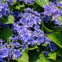 Heidis garden Himiao double petal flower beauty big flower hydrangea eight fairy garden balcony flower potted flower seedlings