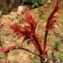 Edible Toona sinensis tree seeds red oil Toona sinensis seeds new pick of Toona sinensis seeds in the year