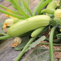 Excellent home zucchini fresh vegetables produce fresh green vegetables non genetically modified gourd melon vegetables 700g