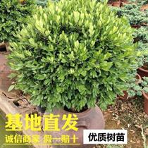 Long Greens Green Plant Season Evergreen Original Basin Original shipping Balcony Courtyard Ground Planting Potted Green Planting Bonsai