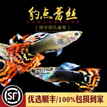 Aquarium Township] Leopard point lace red and blue mosaic BAO WEN Peacock tropical fish small viviparous ornamental fish live