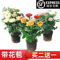  Big flower fragrant courtyard balcony Liana rose seedlings multi-flower now dug multi-head saplings have pots woody flowers with soil