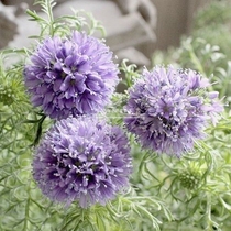 (Spot) Ball Geely Queen Anne Lovely Purple Flower Ball 20 pieces