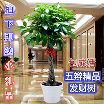 Large green planting suitable for indoor potted plant flowers big full-wan mansion to be well raised in the living room of rich trees