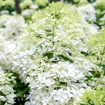 Heidis garden Phantom Cone hydrangea heat-resistant and cold-resistant courtyard Woody flower plant perennial potted flower seedlings