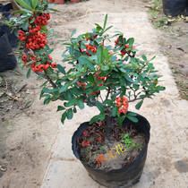 Fire thorn sea buckthorn Bonsai potted tree stump Bonsai Green plant flower and fruit plant Balcony living room courtyard with fruit delivery