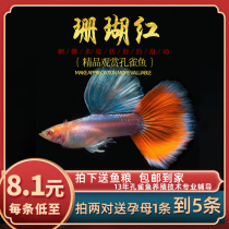 Fish Age] Coral red red white sky blue and white purebred fine small viviparous fish anchovy guppies live