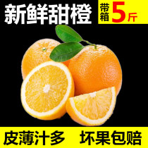 Zigui summer oranges Fresh thin skin juicing sweet and sour fruits are now picked rock sugar big oranges are juicy and slag-free 5 kg