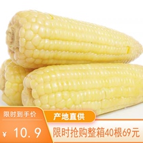 Frozen sweet waxy corn cob 4 12-14cm breakfast white corn cob green food