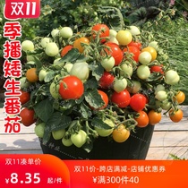 Millennium small tomato seed dwarf potted tomato Waterfall spring season Cherry Girl vegetable strawberry Seedling Seed