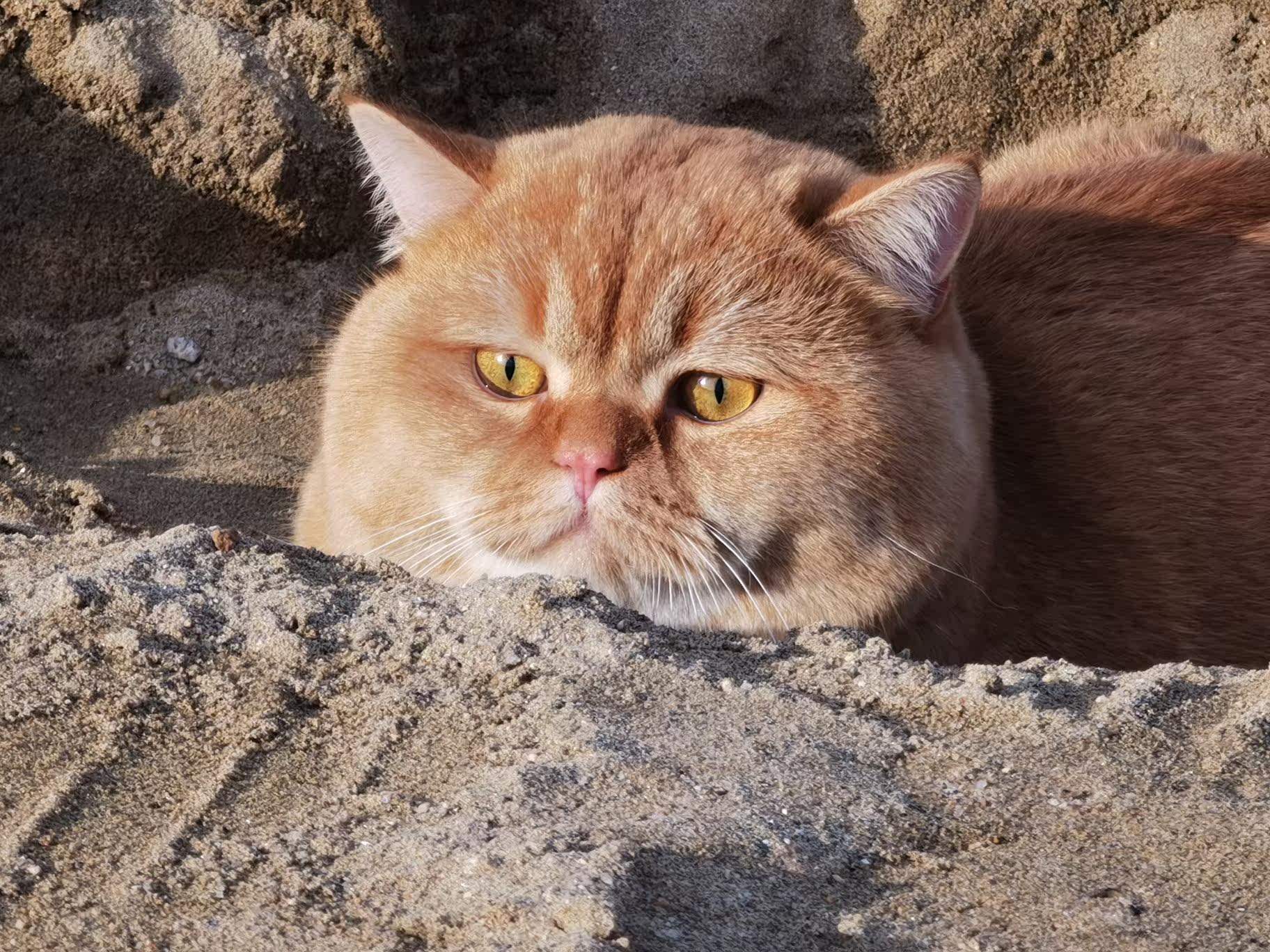 多芬氨基酸洁面泡功能怎样？实情解析性价比高吗？