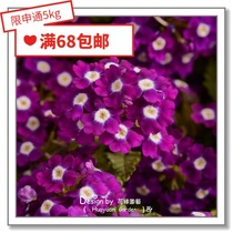 Flower edge Pickles imported flower seeds * Pan American * beauty cherry * Crystal Series 10