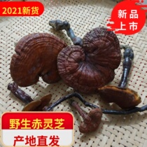 Guangxi wild barezhi lingzhi wild red lingzhi bubble wine material for free to powder small red lingzhi large size 6CM or more