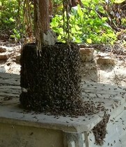 Booby-trapped black plastic bucket to taste old Beekeeper Bucket field Bee Beehive Beehive Beehive Wax