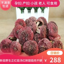 21 New goods Fujian Sanming authentic natural wild red mushroom Alpine red mushroom dry goods 250g
