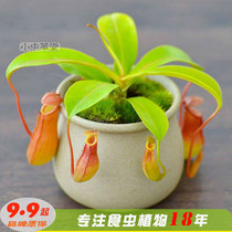 Red bottle of N. Japonicus carnivorous plant small Cordycas potted water storage mosquito repellent grass Venus flytrap formaldehyde bedroom seeds