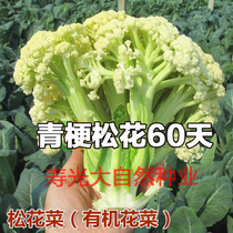  Pine cauliflower seeds Imported Toyota green stem cauliflower Pine flower organic cauliflower Spring and autumn Daejeon vegetable seedling