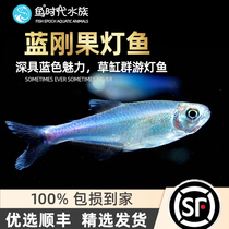 Fish era] Blue Congo light fish small ornamental water grass fish tank Seven colorful sparkling blue line lamp Section Freshwater Group Tours
