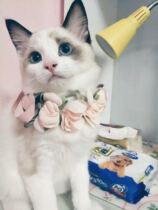 (Okaji Gangaji) High-end quality teddy pooch pet Korean version collar collar collar neckline neckline neckline