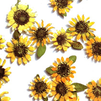 Mini sunflower Snake destination Chrysanthemum Flowers with Flowers Specimen Dried Flowers Greeting Cards Mobile Phone Shell Crystal Drip WAX SHEET MATERIAL
